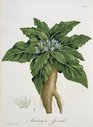 Mandragora Officinarum de 