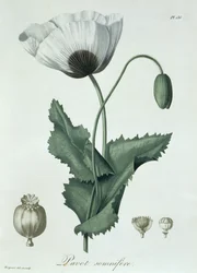 Papaver Somniferum de 