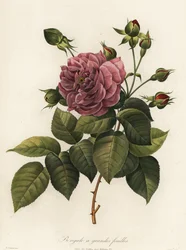 Rose du Bengale, variété Rosa chinensis, Bengale à grandes feuilles