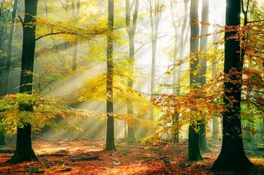 Rayons de soleil de la forêt dorée