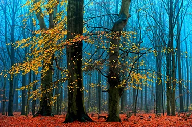 Forêt automnale brumeuse