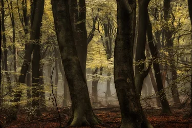 Forêt automnale brumeuse