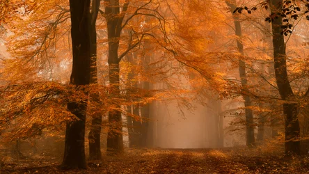 Sentier forestier brumeux en automne