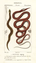Vipère à écailles de scie, Echis carinatus 1, et serpent à nez de feuille de Madagascar, Langaha madagascariensis 2