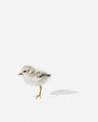 Oiseau de rivage, vers 2021