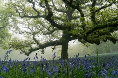 Ancient Greens, 2025 (photo)