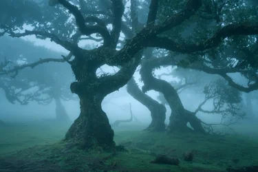 Ordre ancien, 2025 (photo)