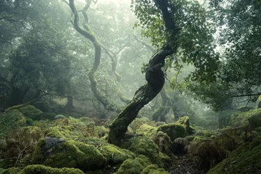 Awakening II, 2024 (photo)