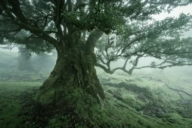 Bohemoth, 2025 (photo)