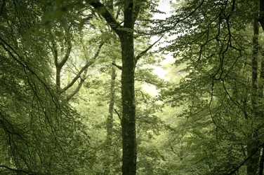 Branchline, 2024 (photo)
