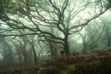 Canopy, 2024 (photo)