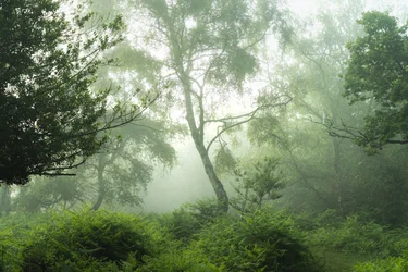 Echoes in Green, 2024 (photo)