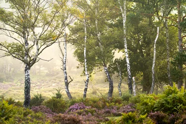 Fading Season, 2023 (photo)