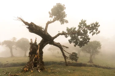 Fogborn, 2023 (photo)