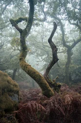 Lanterne dans les arbres, 2024 (photo)