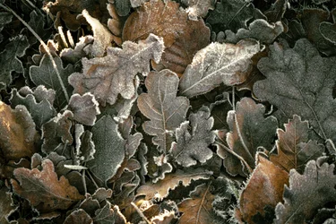 Murmures et branches, 2023 (photo)