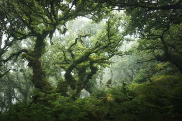 Nocturne Grove, 2020 (photo)