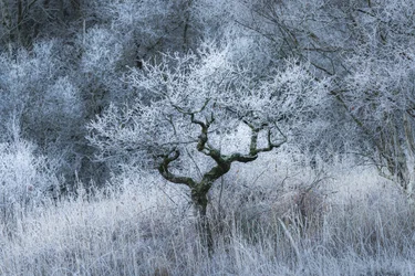 Oldwood Echo, 2022 (photo)