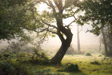 Rainroot, 2023 (photo)