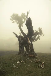 Rootrise, 2023 (photo)