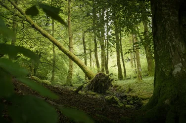 Sentinel Tree, 2024 (photo)