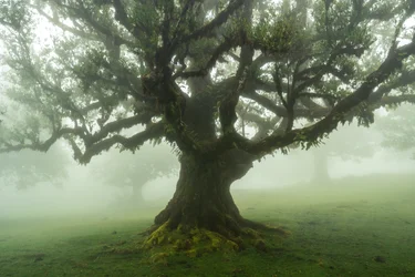 Contes de la forêt, 2025 (photo)
