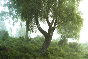 Contes de la forêt III, 2024 (photo)