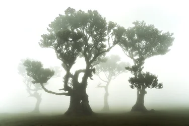 La forêt demeure, 2023 (photo)