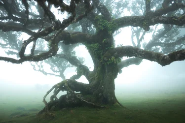 La forêt reste IIII, 2023 (photo)