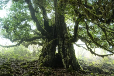 La forêt reste III, 2023 (photo)