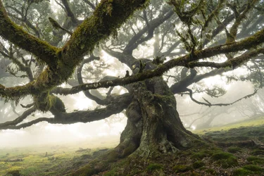 Les vestiges de la forêt II, 2023 (photo)