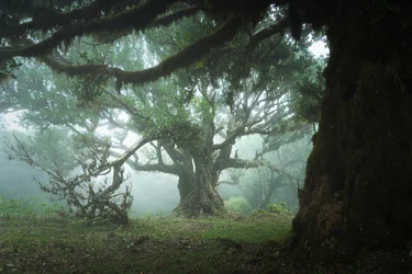 Le bois de la cueillette, 2023 (photo)