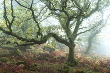 Le vieux chemin, 2024 (photo)