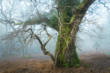 Wild Silence, 2025 (photo)