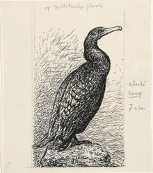Cormoran