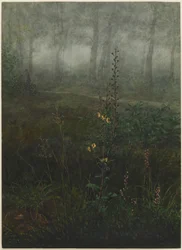 Molène grise dans le sous-bois