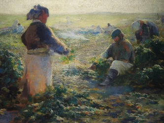 Récolte de betteraves I
