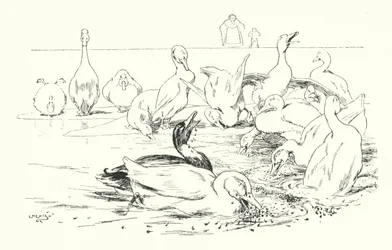 Dame, pourquoi vos canards meurent-ils