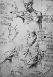 Dessins anatomiques du cou et des épaules d