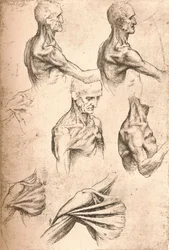 Dessin anatomique, vers 1472-1519, 1883