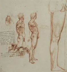 Études anatomiques