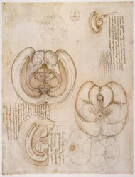 Études anatomiques