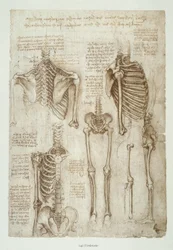 Études anatomiques