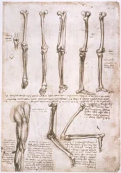 Études anatomiques