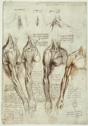 Études anatomiques