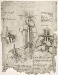 Études anatomiques