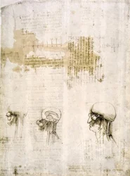 Études anatomiques