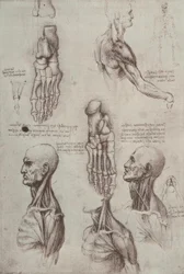 Études anatomiques
