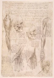 Études anatomiques