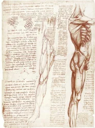 Études anatomiques : La musculature du tronc et des jambes